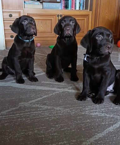 Labrador retriver braon štenci