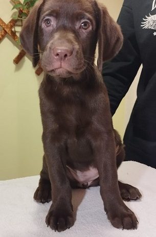 Labrador retriver braon štenci