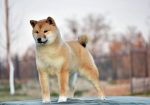 Shiba Inu