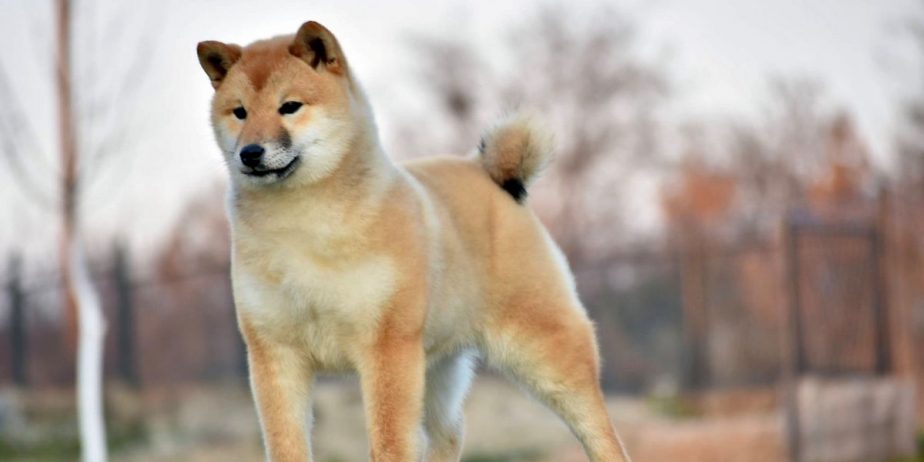 Shiba Inu