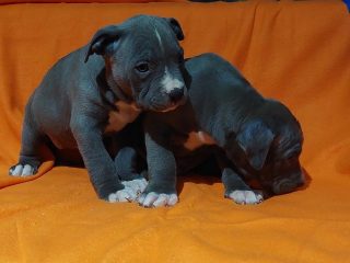 1-American-bully-XL-A0325