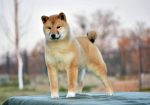 Shiba Inu