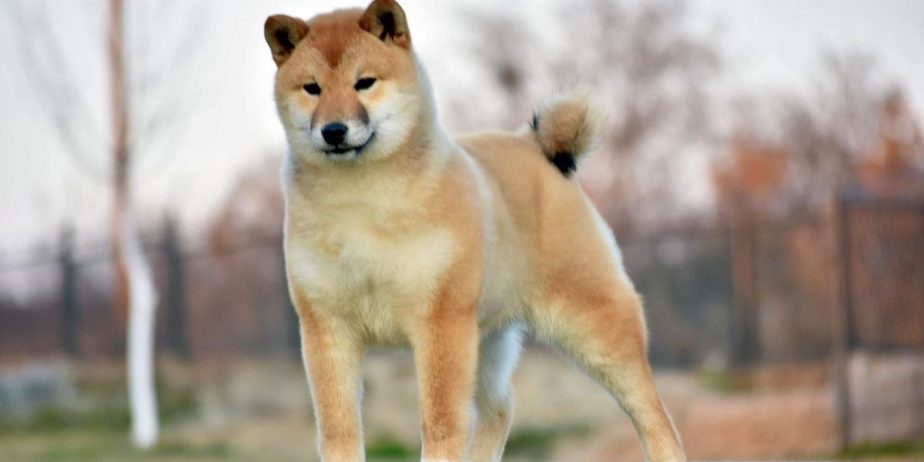 Shiba Inu