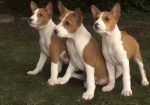 BASENJI štenci