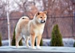 Shiba Inu