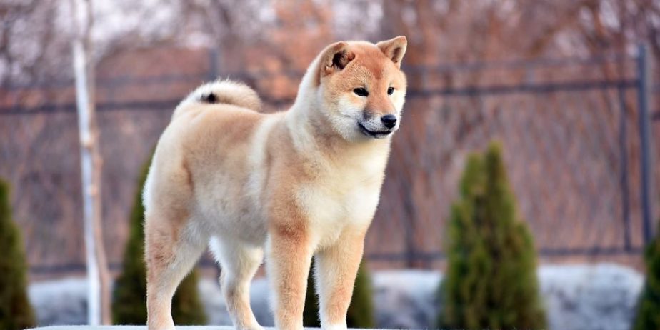 Shiba Inu