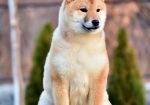 Shiba Inu