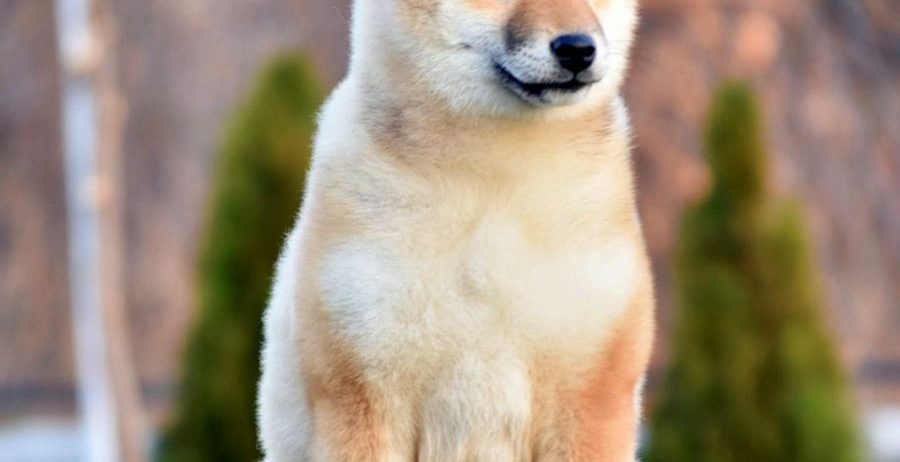 Shiba Inu