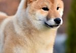 Shiba Inu