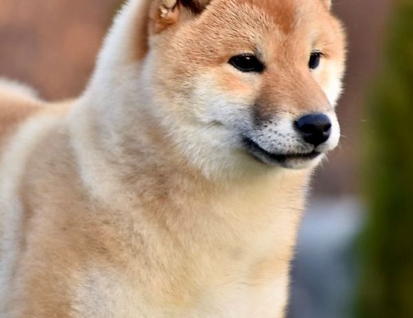 Shiba Inu