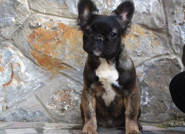 Francuski buldog fluffy