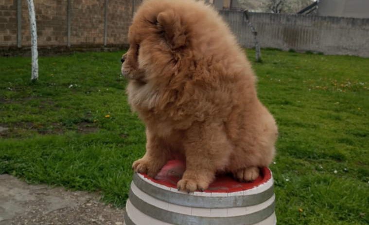 Na prodaju stene Chow Chow prelepog izgleda staro 3 ipo meseca